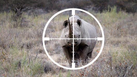 длина рога черного носорога
