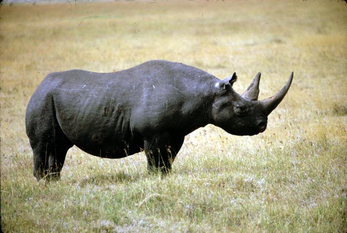  черный носорог вымер