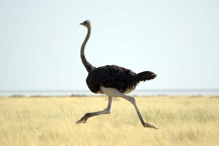 скорость бега страуса в случае опасности