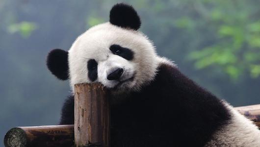 большая панда животное занесенное в красную книгу