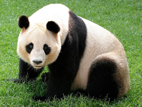 панда редкое животное красной книги 
