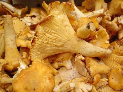 what to do with chanterelles