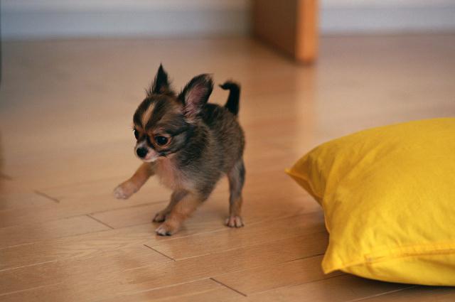 feeding a toy terrier