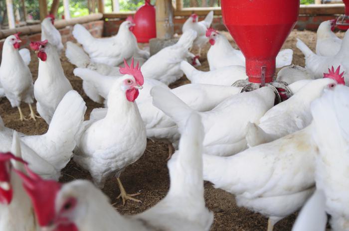 breeding chickens on the plot