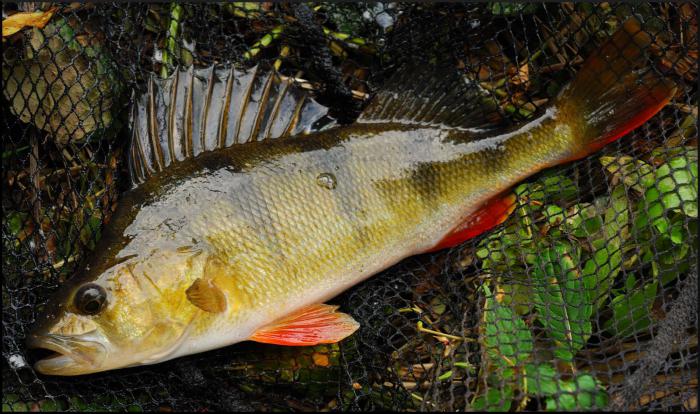 how to clean river perch