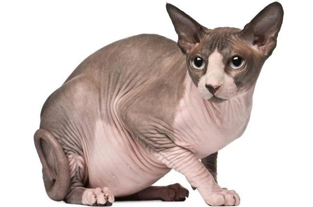 cat or canadian sphynx cat whom to choose