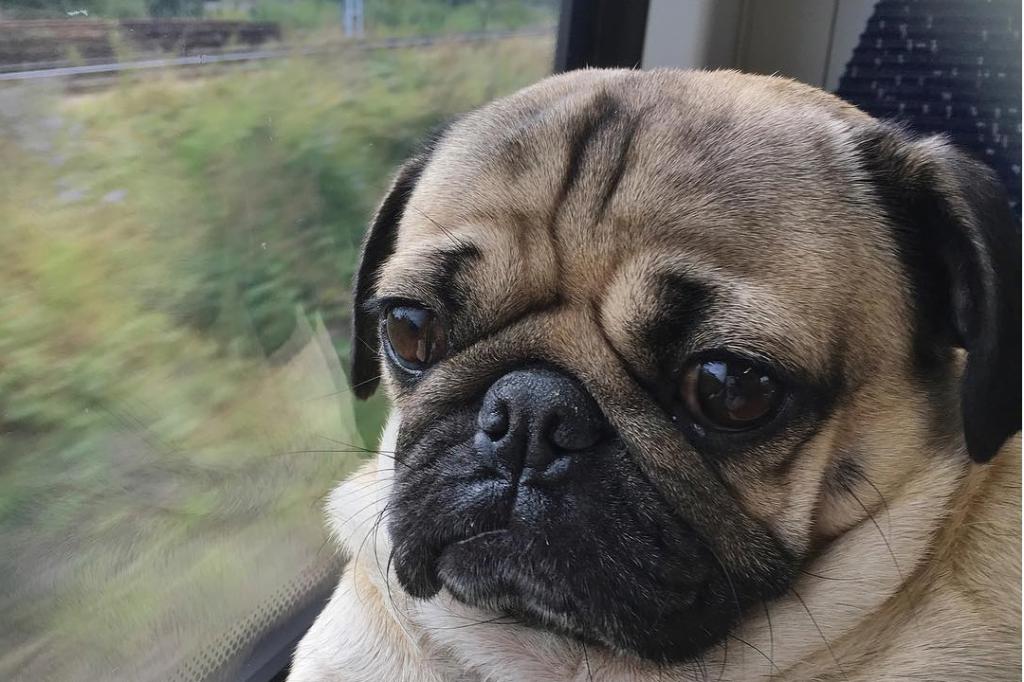 pug by the window