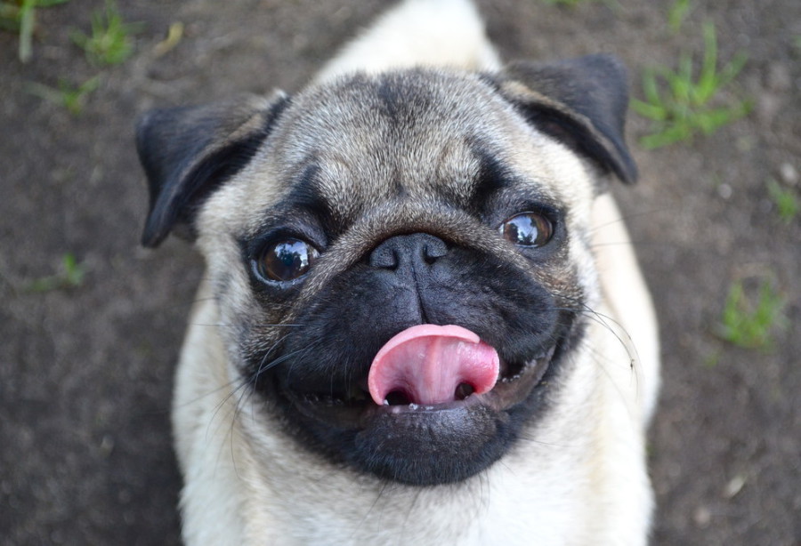 pug on a walk