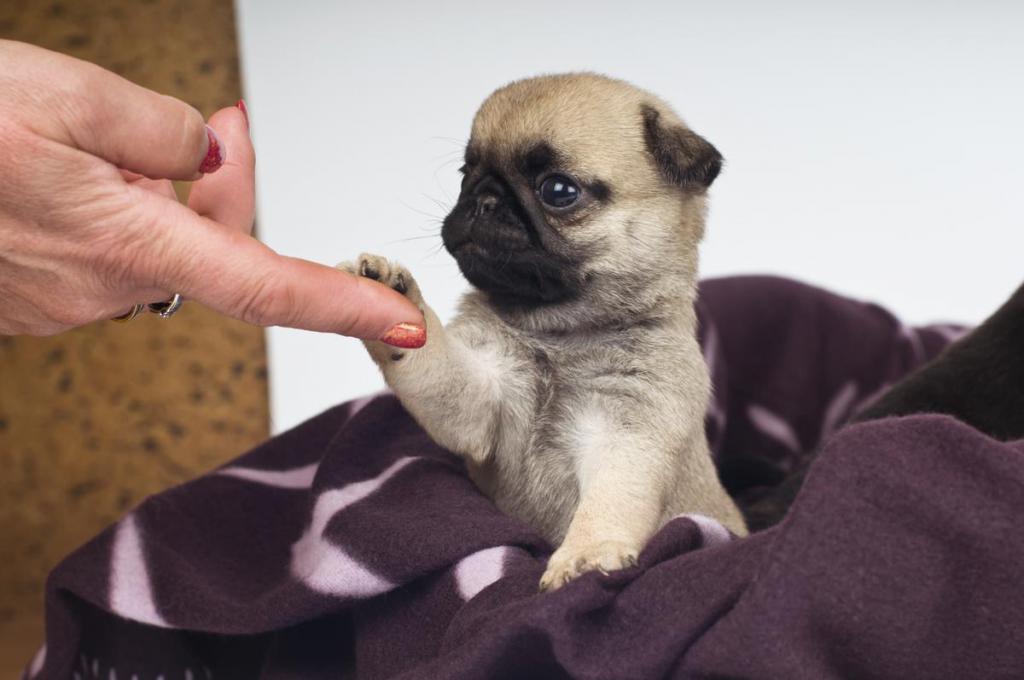 pug puppy