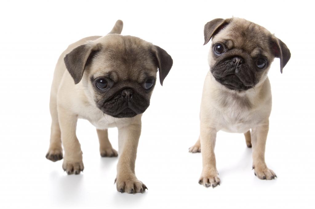 two pug puppies