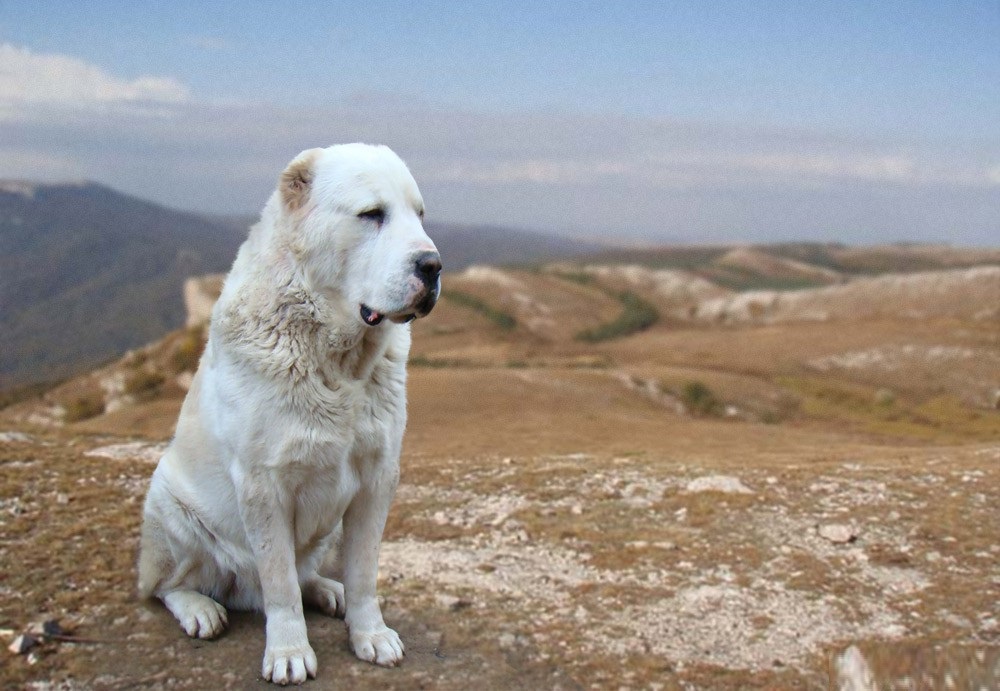 Central asian shepherd dog