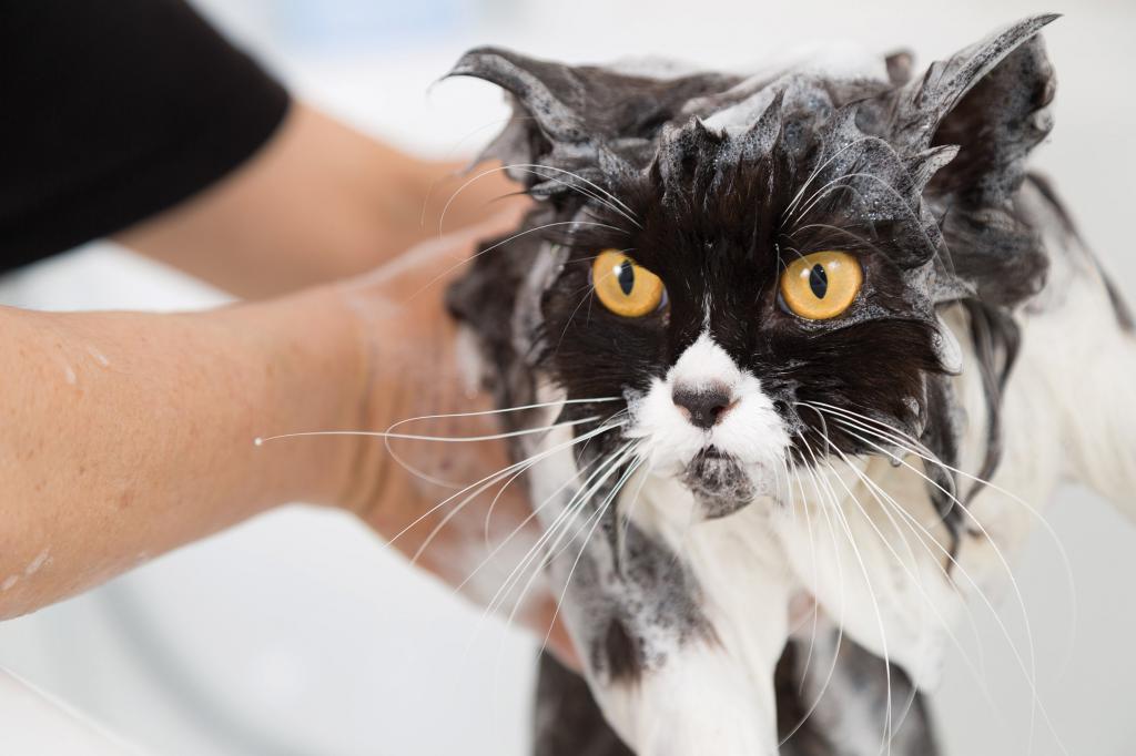 Нужно ли мыть кота перед стрижкой