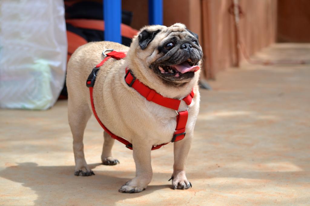 dog breed pug