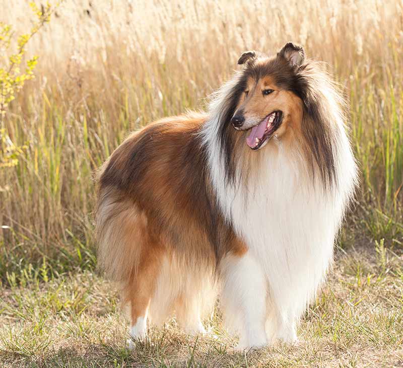 collie breed