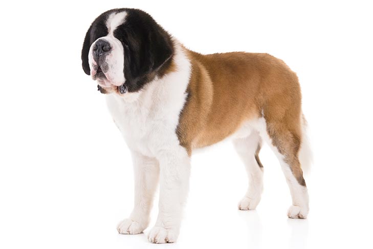 Saint Bernard breed