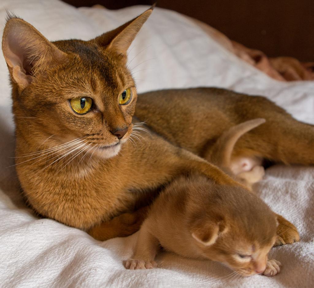 abyssinian cat