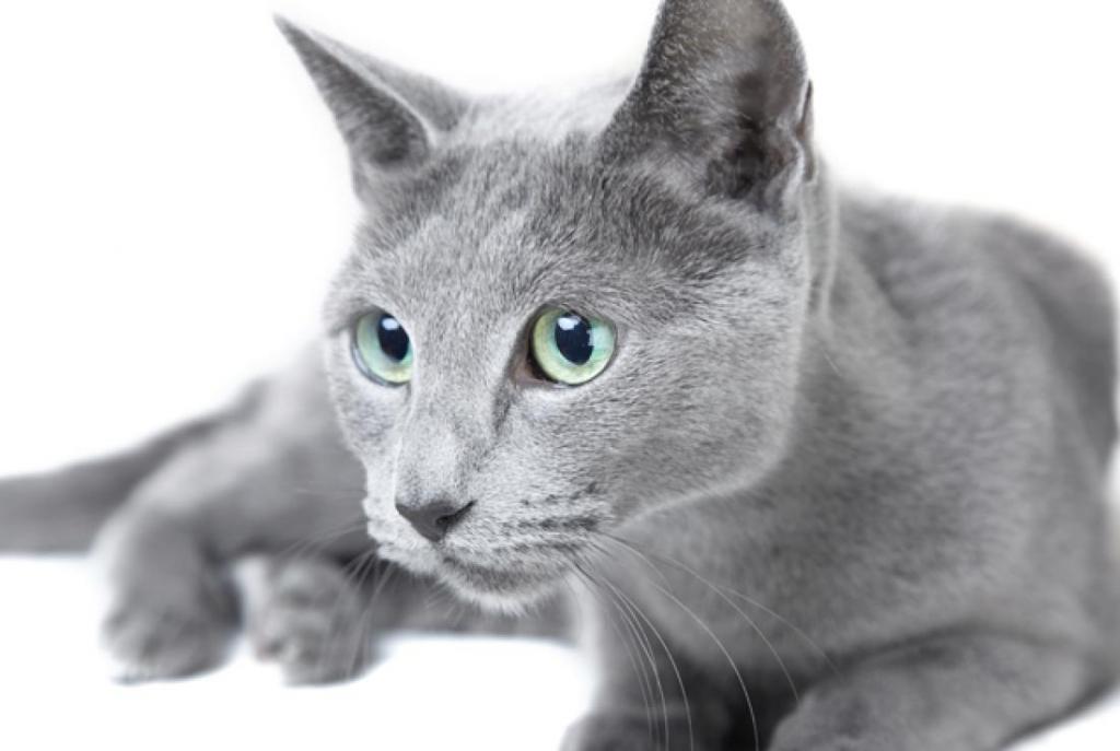 Russian blue cat