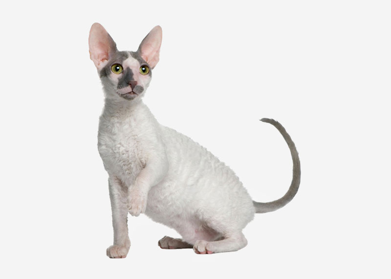 Cornish Rex breed