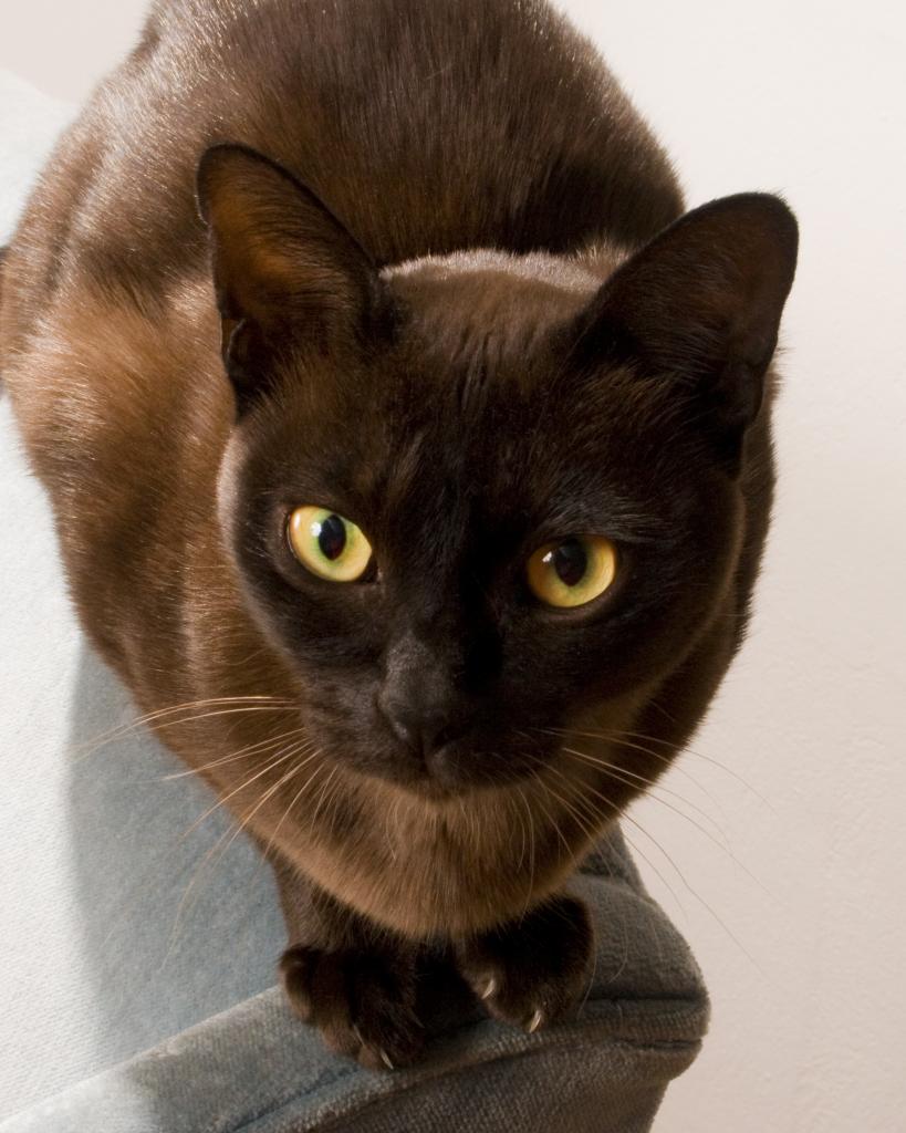 burmese cat