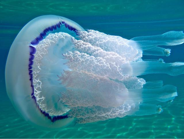 Сцифоидные медузы 