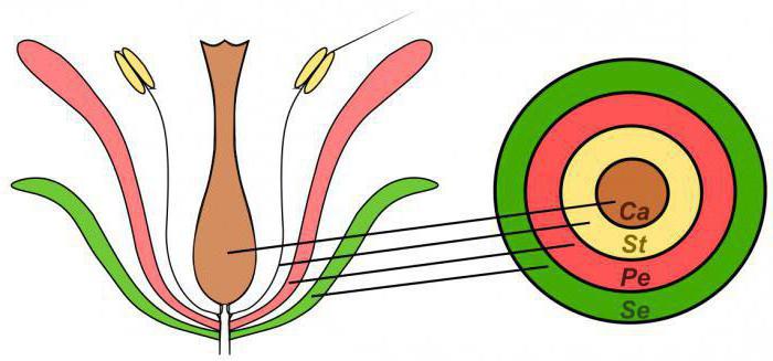 Angiosperm fertilization