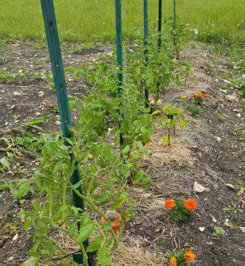 Lazybones tomatoes cultivation