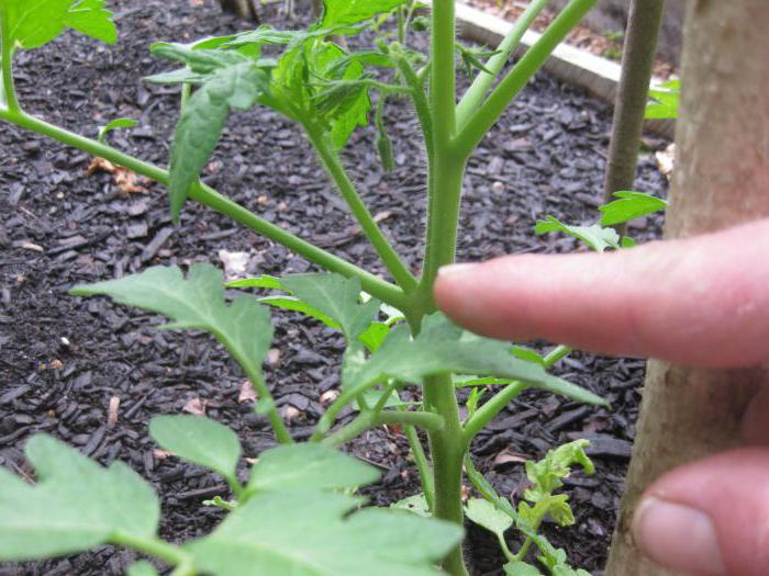 Tomatoes lazy characterization