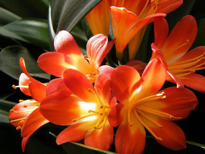 Chinese clivia