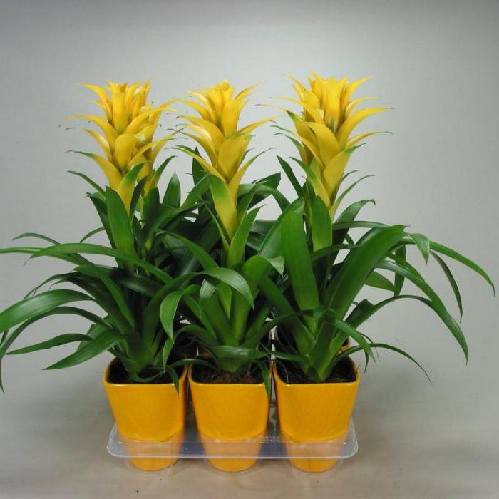 Комнатное растение с желтыми цветами 