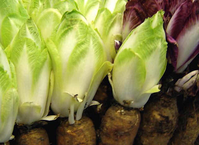 Цикорий салатный выращивание 