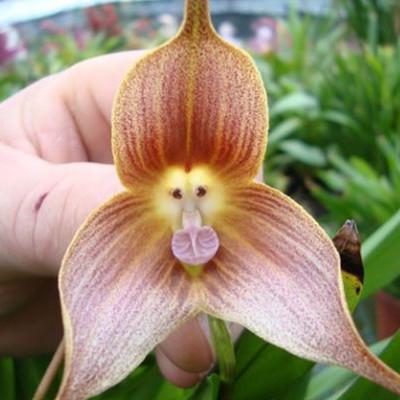 Цветок похожий на орхидею название 
