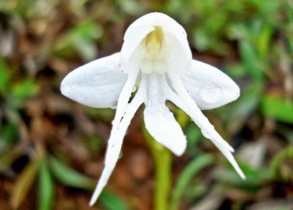 Цветок похожий на орхидею с белыми цветами 