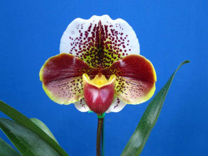 Садовый цветок похож на орхидею 