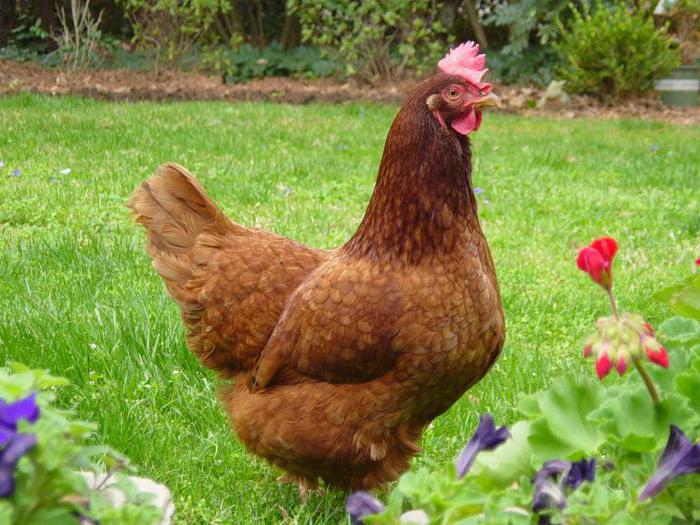 Порода самой яйценоской курицы описание 