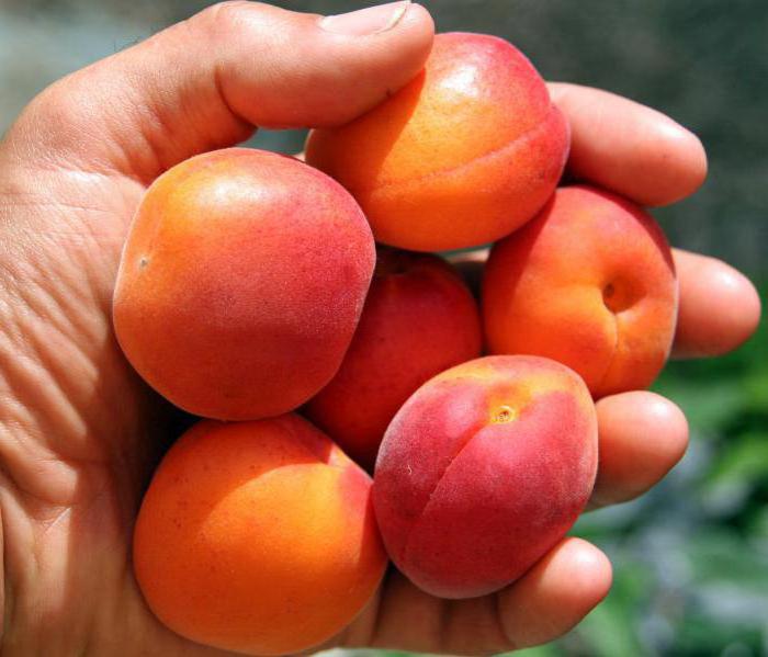 Saratov Ruby Apricot