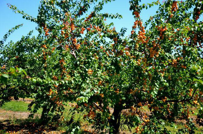 Apricot variety Saratov ruby