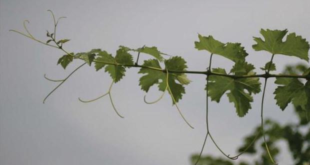 Lancelot grape variety