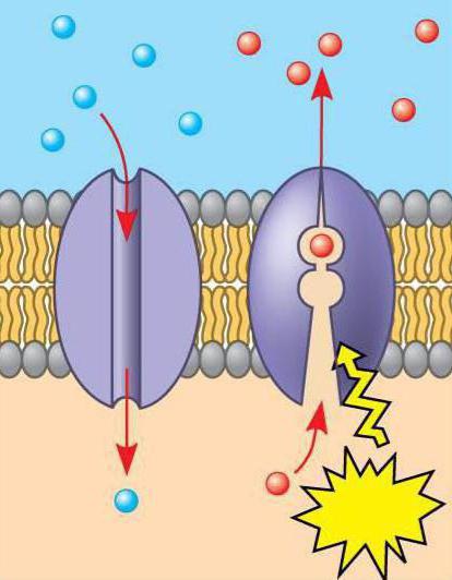 General information about proteins and their classification