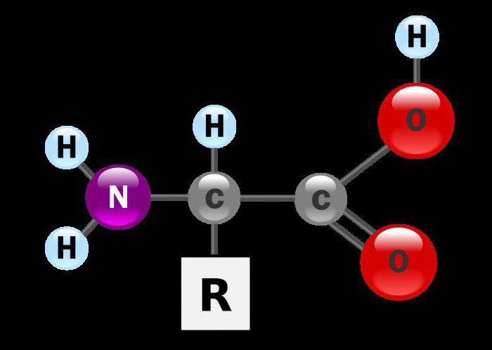 What simple and complex proteins consist of