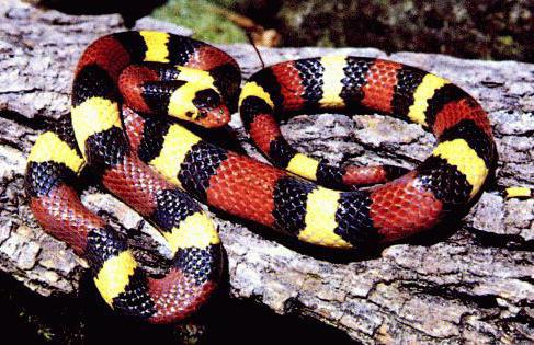 Photo the most beautiful snakes