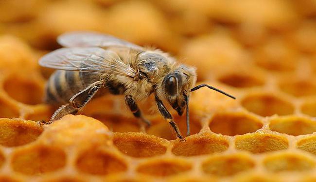 Чем питается рабочая пчела 