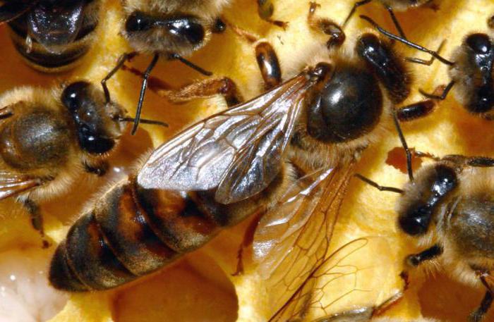 Чем питается матка пчелы 