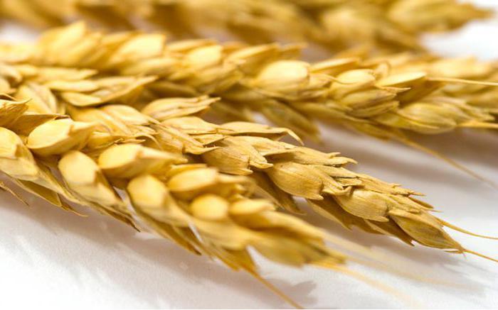 Чем отличается рожь от пшеницы по внешнему виду