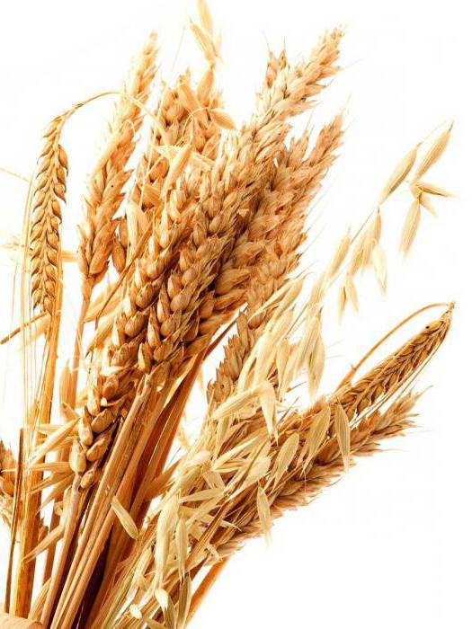 Чем отличается рожь от пшеницы фото
