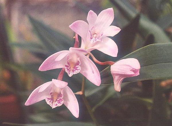 The most beautiful phalaenopsis orchid in the world