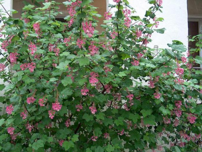 Pink currant