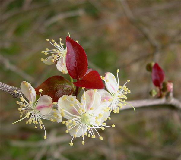 Suriname Cherry