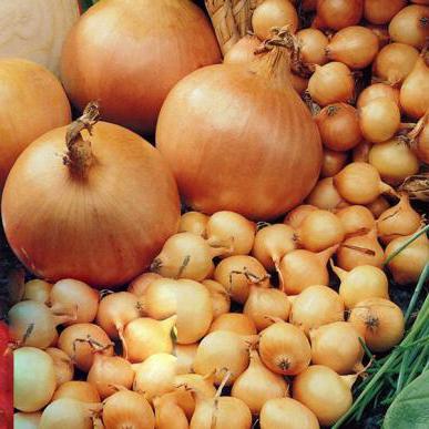 How to grow large onions from sevka