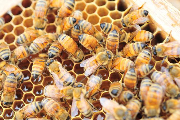 Пчелиная семья без матки 