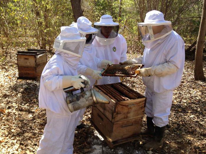 Деление пчелиной семьи 